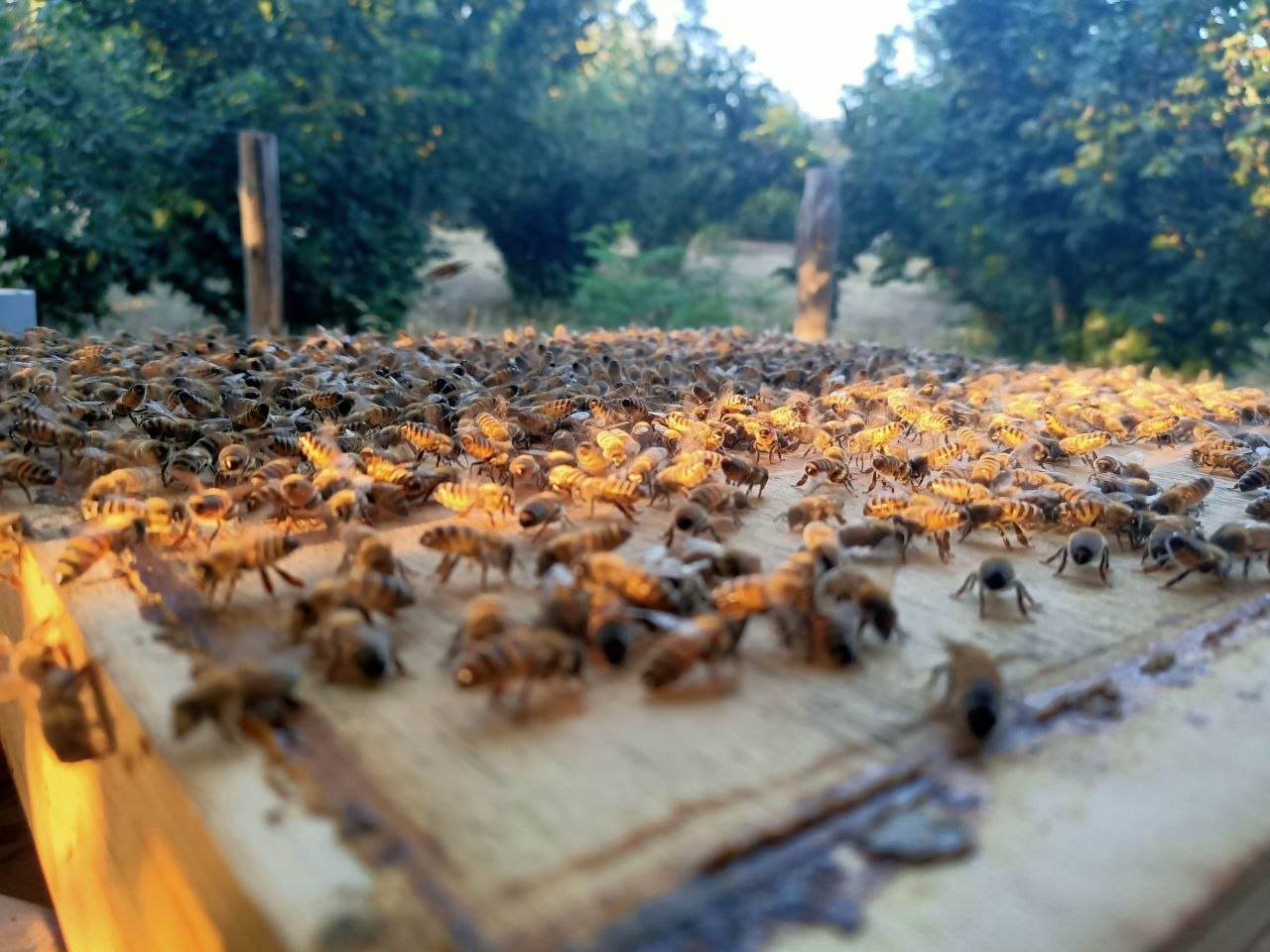 Beeinnovative Hub